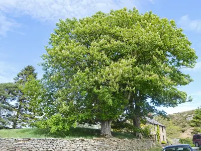 a large tree in front of a stone wall at Sweet Meadow Lodge in Llandrindod Wells