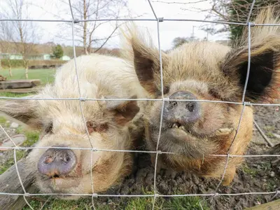 a pig laying in the dirt behind a fence at Y Felin - Celyn in Borth