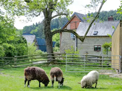 three sheep grazing in a field in front of a fence at Broughton Stables in Montgomery