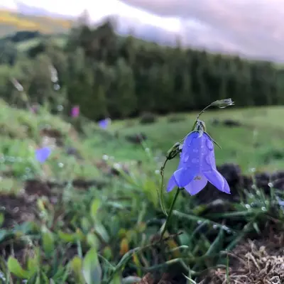 a blue flower in a field of grass at Belan Bluebell Woods Shepherds Hut in Llanidloes