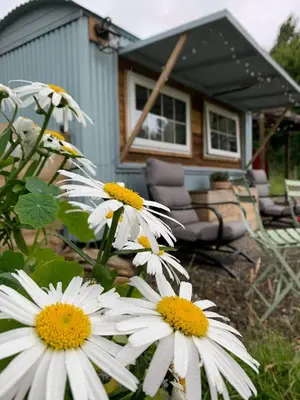 a group of white flowers in front of a house at Belan Bluebell Woods Shepherds Hut in Llanidloes