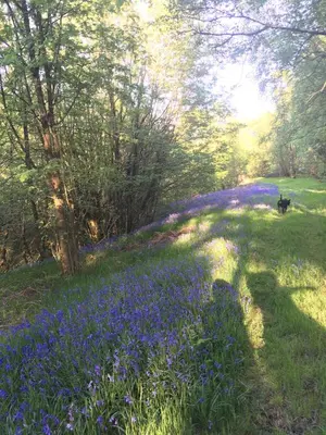 a field of blue flowers in a field at Belan Bluebell Woods Shepherds Hut in Llanidloes