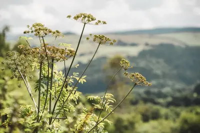 a group of flowers on top of a mountain at Belan Bluebell Woods Shepherds Hut in Llanidloes