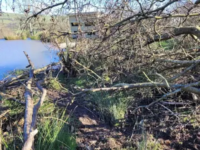 a pile of branches on the side of a river at Cornflour Cozy Cabin Retreat in Craven Arms
