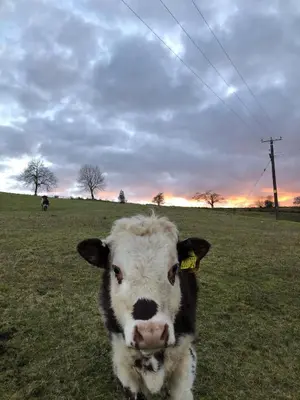 a cow is standing in a grass field at Cozy Cabin Retreat - Sleeps 2 & a Child in Craven Arms