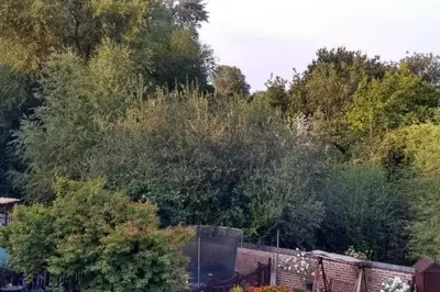 a group of trees in front of a fence at Luxury townhouse in town centre, views, river walk, Free Parking in Shrewsbury