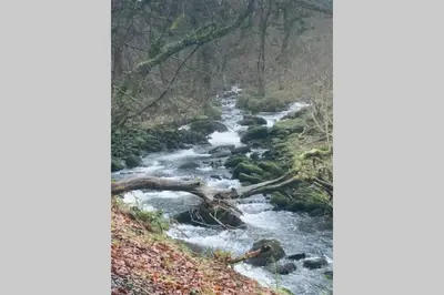 a river in the woods with a branch in the water at Lle Mary - Beautiful views, Hot tub, Secluded, Dog Welcome, Barmouth in Llanddwywe