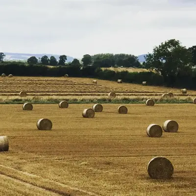 a field full of hay bales in a field at Archers Cottage in Leominster