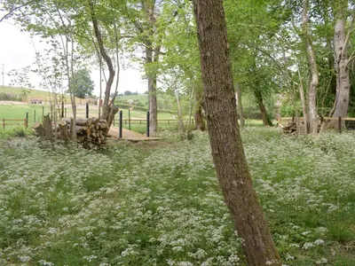 a field of flowers with a fence and trees at Cain Pod Vip in Llanfyllin