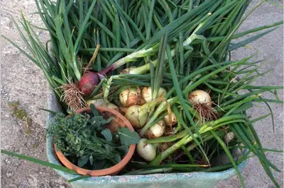 a bunch of vegetables sitting on the ground at Upper Heath Farm - Stable Cottage Ludlow in Craven Arms