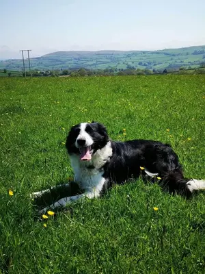 a black and white dog laying in the grass at Great House Farm Luxury Pods and Self Catering in Crickadarn