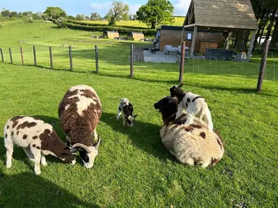 a group of cows laying in the grass in a field at Great House Farm Luxury Pods and Self Catering in Crickadarn