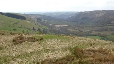a view of a grassy hill with cattle on it at Blaentwrch Farmhouse in Llanddewi-Brefi