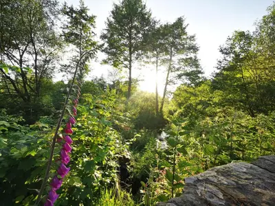 a garden with purple flowers and trees in the background at Kooky Cottage in Brecon