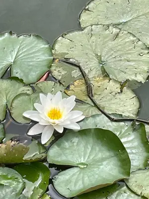 a white flower sitting on top of water lily pads at Winsley Park Farm in Leominster