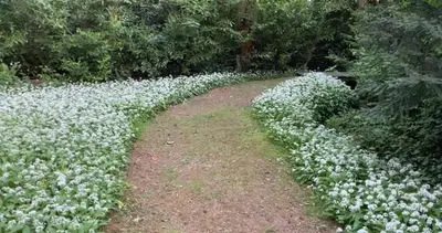 a field of white flowers with trees in the background at Hayes Suite in Oswestry