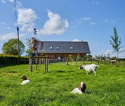 three sheep laying in a field with a house in the background at Holly Lodge in Welshpool