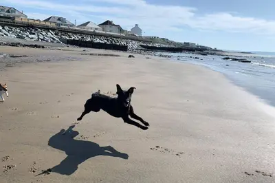 a dog running on the beach with a frisbee at Modern Funky Private Chalet at the Beach in Tywyn