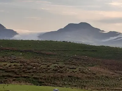 a herd of animals grazing on a field with mountains at Penystryd in Trawsfynydd
