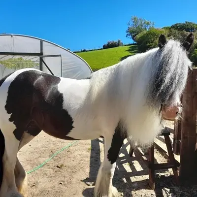 a brown and white horse standing next to a fence at The Granary in Llanddeiniol