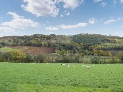 a herd of sheep grazing in a green field at Pentre Cwm Bach in Llansilin