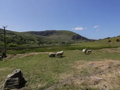 a group of sheep grazing on a grassy hill at Moelfre - Shepherds Hut in Llanbedr