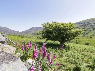 a tree and some pink flowers in a field at Llethr - Shepherds Hut in Llanbedr