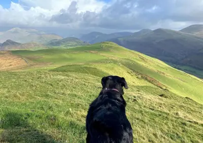 a black dog sitting on top of a grassy hill at Granary Retreat for 2 inc shared Dog Field in Bryn-crug