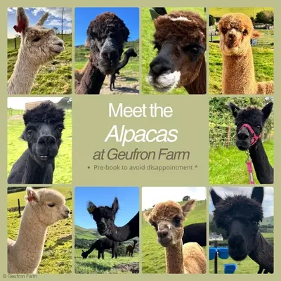 meet the alpacas at gordon farm the book to await disappointment at Granary Retreat for 2 inc shared Dog Field in Bryn-crug