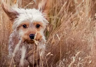 a small dog standing in a field of tall grass at Barn Retreat with Valley Views & Onsite Dog Field in Bryn-crug