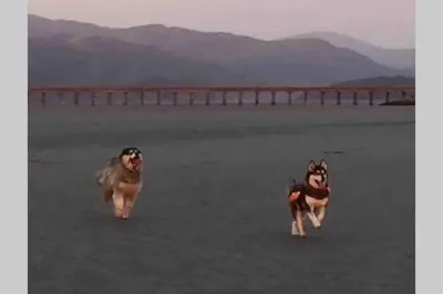 two dogs running in a field with a bridge in the background at Hendre Fechan Cottage, Nr Barmouth, Pets welcome, beautiful views. in Llanddwywe