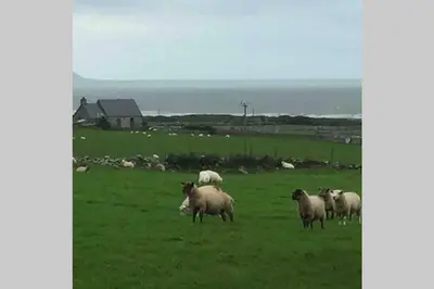 a group of sheep standing in a field at Hendre Fechan Cottage, Nr Barmouth, Pets welcome, beautiful views. in Llanddwywe
