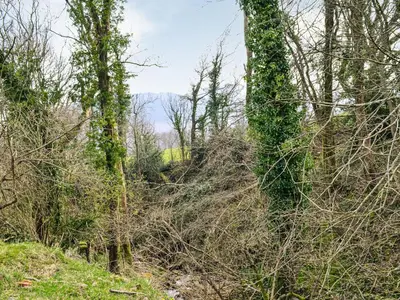 a wooded area with trees and bushes on a hill at Ty Olwyn Bach - Uk36418 in Talybont