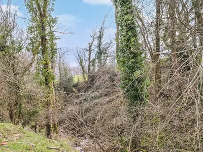 a group of trees with green ivy on them at Ty Bach Twt - Uk36419 in Talybont