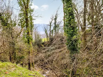 a wooded area with trees and grass on a hill at Ty Nofio - Uk36421 in Talybont