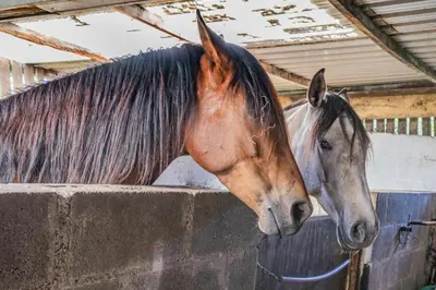 two horses are standing next to a wall at 1 Bed in Aberaeron oc-bow300 in Henfynyw Upper