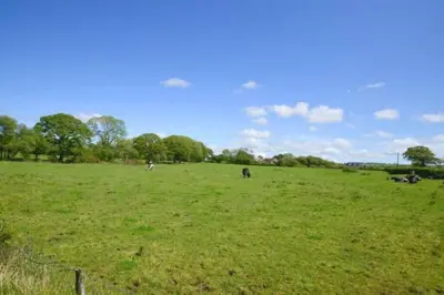 a group of animals grazing in a grass field at Goitre Bach Cottage in Aberaeron