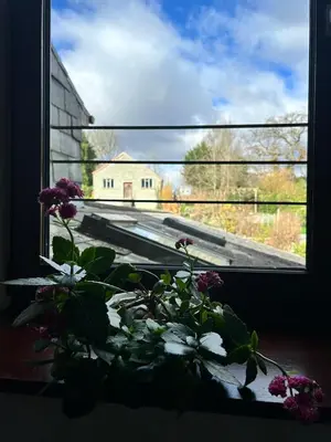 a window with a potted plant and a view of a street at Cadwgan House in Rhayader