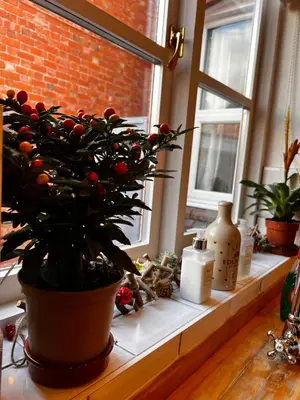 a plant sitting on a window sill next to a window at Cartref - Fully equipped and stunning town flat in Shrewsbury