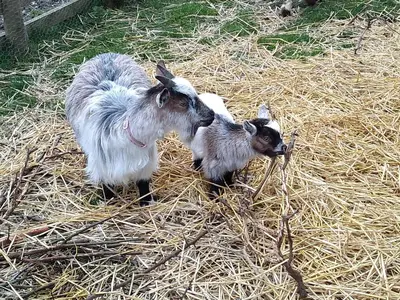 two goats are standing in the hay at Sheep Dip Cottage - 5* Cyfie Farm, with log burner and private hot tub in Llanfyllin