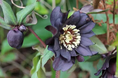 a close up of a purple flower on a plant at Rhandirmwyn - Cottage - Sleeps 4 - Pet Friendly in Llandovery