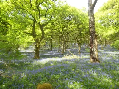 a wooded area with blue flowers and trees at Rhandirmwyn - Cottage - Sleeps 4 - Pet Friendly in Llandovery