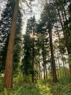 a forest of trees with the sun shining through them at The Pig and Sty in Hereford