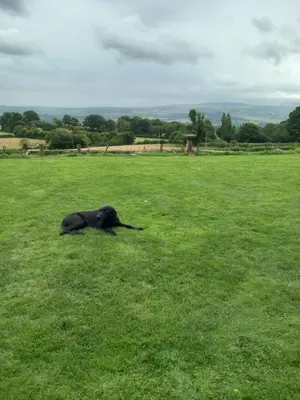a black dog laying in a field of grass at Hay View Lodges - Barn End in Hay-on-Wye