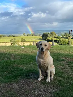 a brown dog sitting in a field with a rainbow in the background at Hay View Lodges - Barn End in Hay-on-Wye