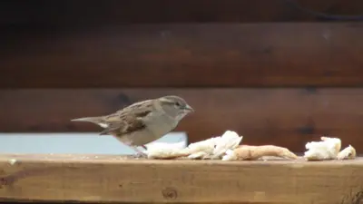 a small bird standing on a plate of food at Shifty Chicken Shack in Trawsfynydd