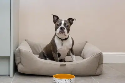 a small dog sitting in a dog bed at Bridge Hideaway in Llangollen