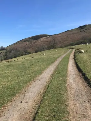 a dirt road in a field with sheep grazing at Large Ground floor apartment in the heart of Church Stretton with free parking in Church Stretton