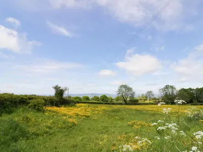 a field of grass with flowers in a field at Fairfield in Ludlow