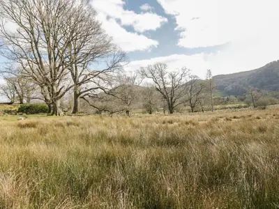 a field of tall grass with trees in the background at The Old Smithy Cottage in Blaenau-Ffestiniog